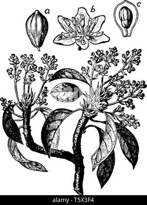 Aguacate verdes ramas con flores y frutas, aislado ilustración acuarela