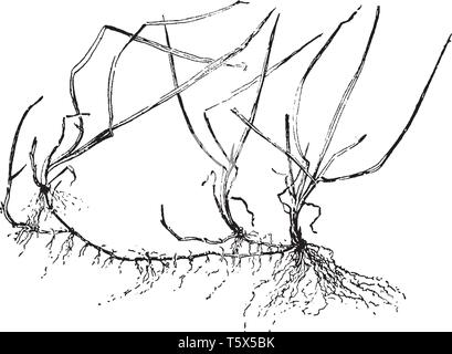 Esta imagen mostrando blue grass, las hojas son muy delgadas y largas raíces también largas y delgadas, grabado o dibujo de línea vintage de la ilustración. Ilustración del Vector