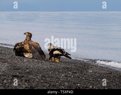 Las águilas cabeciblancas Fotografiado cerca de Homer, Alaska Foto de stock