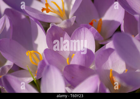 Retrato de hermosas flores de color rosa-púrpura con intensos pistilos amarillos brillantes muestra la belleza de la primavera y las flores filigrana en golpe completo