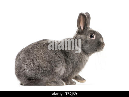 Conejo pigmeo delante de un fondo blanco Foto de stock