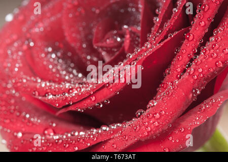Un capullo de rosa roja con gotas de agua. Vista Macro