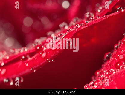 Gotas de rocío en Rose petal visión macro. La elegancia floral de fondo romántico para San Valentín o cumpleaños