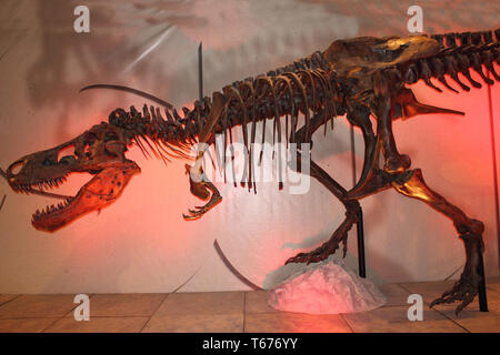 Fósiles de dinosaurios (Tyrannosaurus rex) encontrados por arqueólogos  Fotografía de stock - Alamy