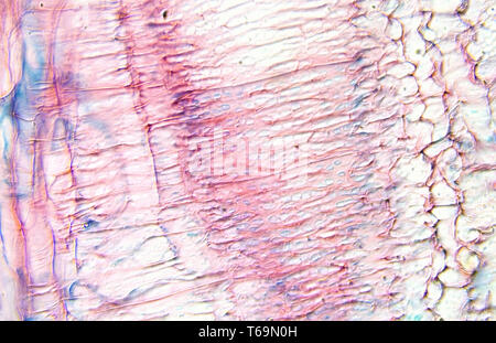 Microscopía de tallo de calabaza