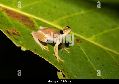 Amarilla pequeña rana de árbol de familia boophis, Madagascar Foto de stock