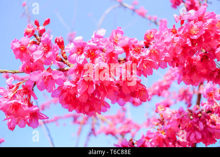 El tiempo de primavera con hermosas flores de cerezo rosa sakura flores.