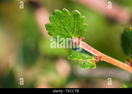 Abedul enano, es una especie de abedul en la familia Betulaceae, macrocosmos en la tundra de la región ártica. macro shot con un gran zoom Foto de stock