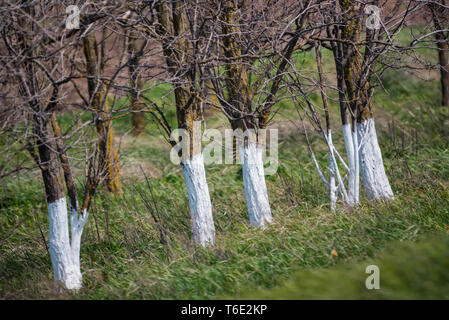 Encalar árboles frutales en primavera. Cuidado del jardín. La mano con un  cepillo pinta un árbol para protegerlo de insectos dañinos. Control de  plagas Fotografía de stock - Alamy