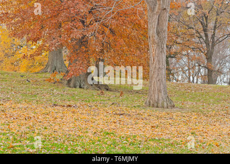 Las ardillas corren a reunir las bellotas de encina árboles en una tarde de otoño en St. Louis Forest Park, entre dispersas hojas doradas de un ginkgo. Foto de stock