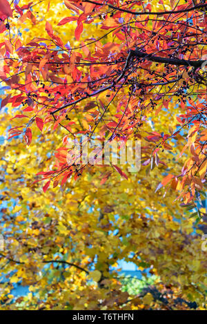 Rojo y amarillo follaje en otoño en Portland, Oregón