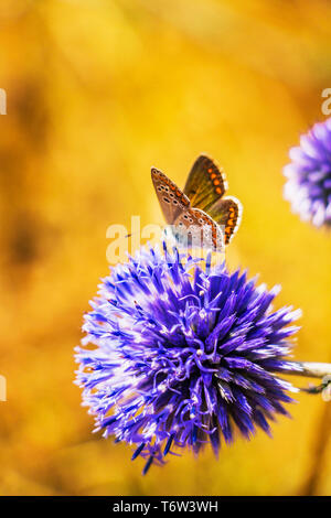 Globo azul cardo Echinops ritro flor con Aricia cramera, Sur de brown argus mariposa sobre fondo borroso natural en montes Ródope, Bulg