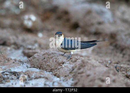 Red-rumped Swallow (Cecropis daurica) Foto de stock