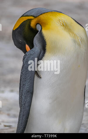 Retrato de un pingüino rey durmiendo Foto de stock