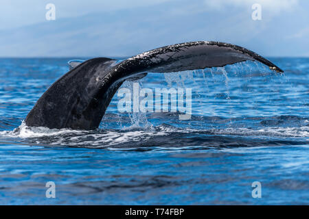 La ballena jorobada (Megaptera novaeangliae) Fluke; Lahaina, Maui, Hawai, Estados Unidos de América