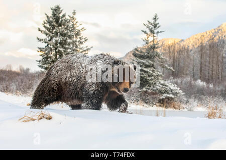 Oso grizzly (Ursus arctic sp.) caminar en la nieve, Alaska Wildlife Conservation Center, el centro-sur de Alaska