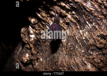 Cerrar pequeños dormir cubierto por las alas de murciélago de herradura, colgado boca abajo en la parte superior de la cueva natural de roca fría mientras hibernando. Phot fauna creativa