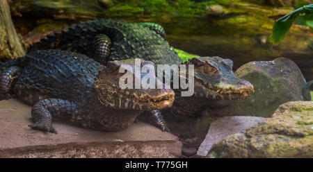 Par de enano Caiman crocodilus juntos, especie de reptiles tropicales de América Foto de stock