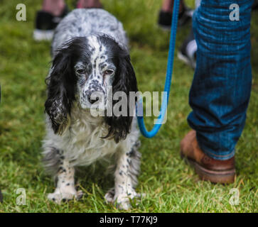 Londres, Reino Unido. El 05 de mayo, 2019. La gran Hampstead Bark Off 2019 tuvo lugar hoy ,organizada por todos los perros asunto, un perro de rescate y re-homing de caridad que trabaja en y alrededor de Londres, para transformar la vida de los perros abandonados y no deseados. Un panel de celebridades juzgó la exposición canina. Todos los ingresos van a recaudar fondos para los perros sin hogar. Crédito: Paul Quezada-Neiman/Alamy Live News