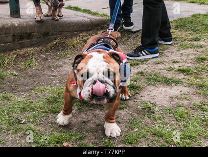 Londres, Reino Unido. El 05 de mayo, 2019. La gran Hampstead Bark Off 2019 tuvo lugar hoy ,organizada por todos los perros asunto, un perro de rescate y re-homing de caridad que trabaja en y alrededor de Londres, para transformar la vida de los perros abandonados y no deseados. Un panel de celebridades juzgó la exposición canina. Todos los ingresos van a recaudar fondos para los perros sin hogar. Crédito: Paul Quezada-Neiman/Alamy Live News