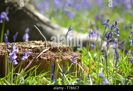 Primavera, Hyacinthoides non-scripta {Bluebell común} Foto de stock