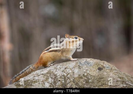 MAYNOOTH, Ontario, Canadá - 30 de abril de 2019: Una ardilla (Tamias), parte de la familia Sciuridae forrajes para la alimentación. ( Ryan Carter )