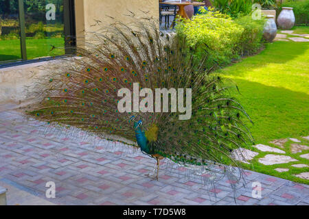 Indian Peafowl en Sir Bani Yas Island, el Arabian Wildlife Park, Abu Dhabi, Emiratos Árabes Unidos Foto de stock