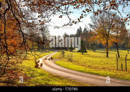 Rushmore Park Golf Club en otoño. Wiltshire, Reino Unido.