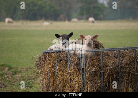Dos corderos descansando en una tolva de heno en una granja de Inglaterra, Reino Unido.