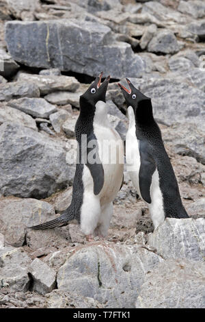 Dos pingüinos Adelia (Pygoscelis adeliae) mostrando en la Antártida. Foto de stock