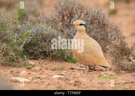 Crema Courser (Cursorius cursor), vista lateral de un adulto en cuclillas sobre el terreno en su hábitat típico en Marruecos Foto de stock