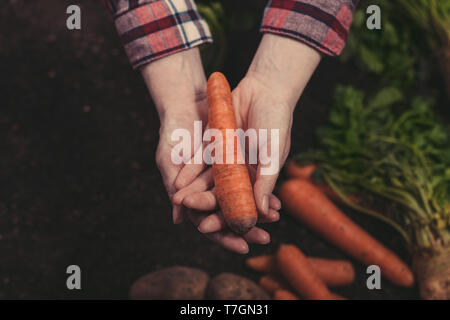 La agricultora celebración cosechada la zanahoria en las manos, cerrar