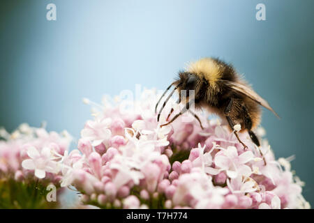 De abejorros (Bombus) forrajeando en floración Rush (Butomus umbellatus) Foto de stock