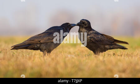 Par de Cuervos comunes beso y novio mutuamente en la mañana Foto de stock