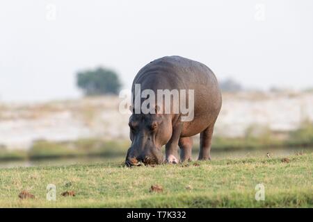 Botswana, el Parque Nacional Chobe, río Chobe, hipopótamo o común de hipopótamo (Hippopotamus amphibius), comiendo hierba fuera del agua