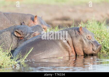 Botswana, el Parque Nacional Chobe, río Chobe, hipopótamo o común de hipopótamo (Hippopotamus amphibius), en el agua