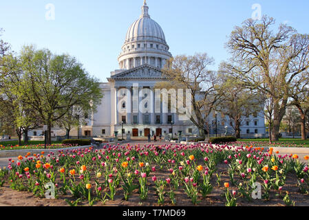 El edificio del Capitolio del estado de Wisconsin primavera vista con cama de flor con colores brillantes tulipanes en un primer plano. Ciudad de Madison, capital de Wisconsin.