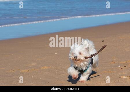 Perro maltés blanco corriendo con vara en la playa.