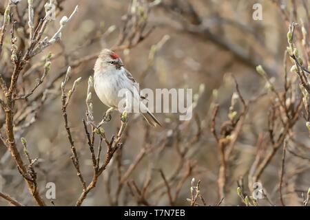 Artico - Acanthis Redpoll hornemanni conocido en Norteamérica como la vieja redpoll, es una especie de ave de la familia Fringillidae Pinzón. Se reproduce en tun Foto de stock