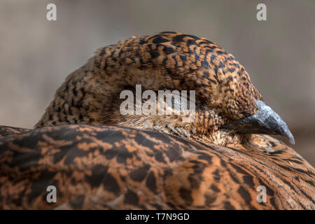 Negro urogallo (Tetrao tetrix, Lyrurus tetrix). Retrato de una mujer mientras duerme. Austria Foto de stock