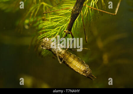 Insecto Palo de agua - Ranatra linearis bajo el agua con cogido presa - libélula larva Foto de stock