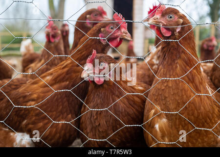 De cerca una bandada de pollos inquisitiva marrón vistos a través de la cerca de un área protegida Foto de stock