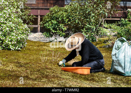 Una persona la limpieza de la hierba en el jardín del Hogon en templo. Arashiyama, Kyoto, Japón. Foto de stock