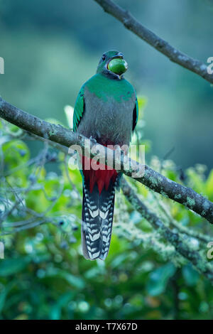 - Quetzal Pharomachrus mocinno hembra - ave en el trogon familia. Se encuentra desde Chiapas, México hasta el oeste de Panamá. Es bien conocido por su colorf