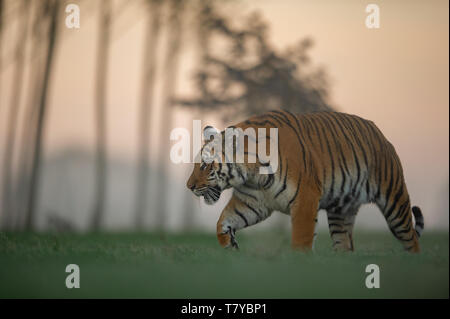 Tiger caminando por Sunrise . Predador animal. Tigre siberiano, vida salvaje escena con animales peligrosos. Foto de stock
