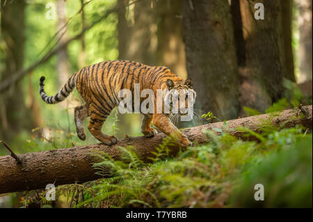 Tigre siberiano caminando sobre un árbol caído en la taiga. Selva bosque con animales peligrosos. Panthera tigris altaica Foto de stock