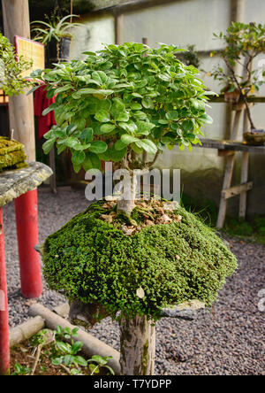 Bonsai en el Jardin de Corazon jardín Japonés, La Serena, Chile Foto de stock