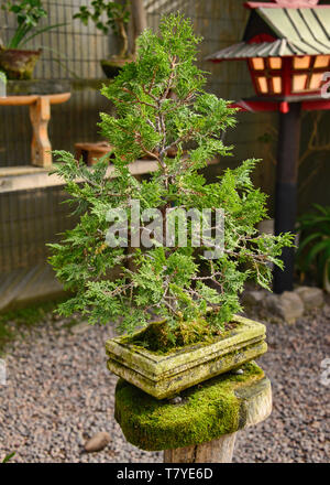 Bonsai en el Jardin de Corazon jardín Japonés, La Serena, Chile Foto de stock