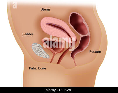 Anatomía reproductiva femenina