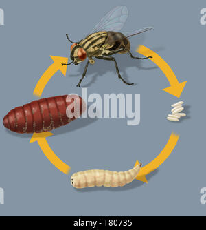 Ciclo de vida de una mosca doméstica, ilustración Foto de stock
